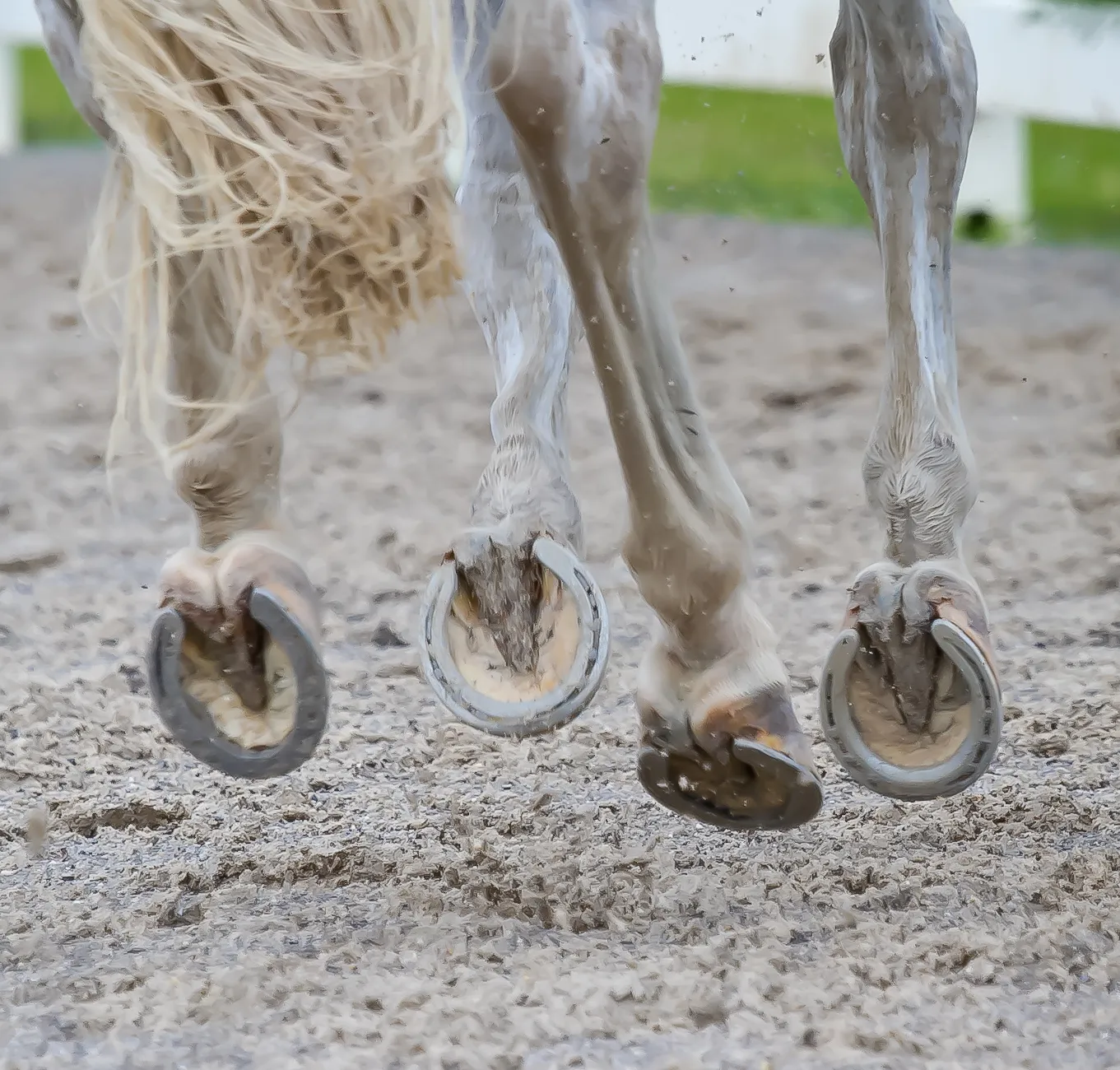 A horse kicking its hind legs.