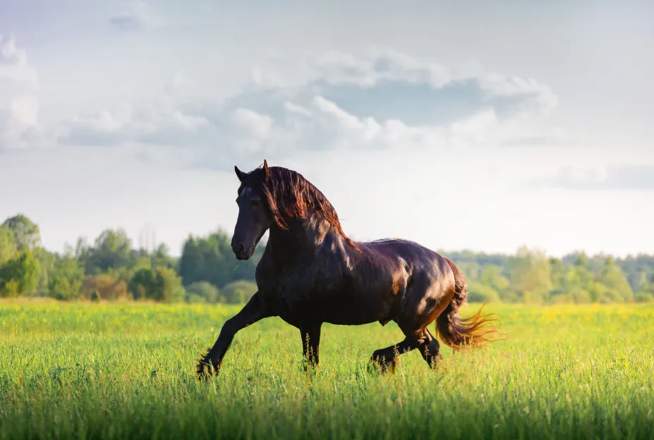 A majestic Friesian horse with a flowing mane