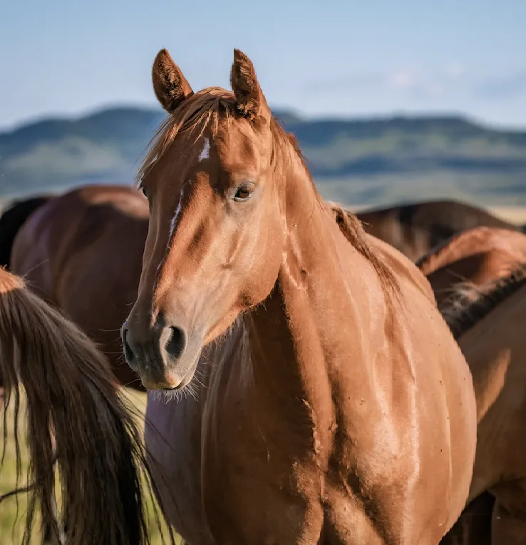 A muscular American Quarter Horse standing alert