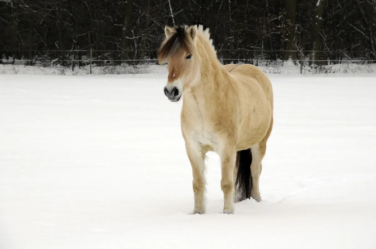 A Norwegian fjord horse stands in the snow