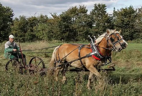 A pair of Haflinger horses pulling a mower.