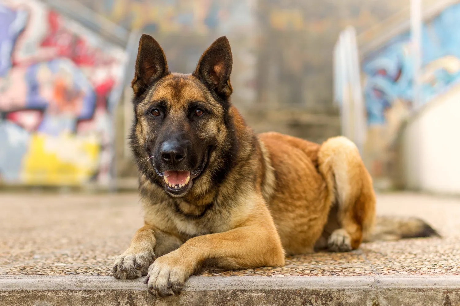 A photo of Hagrid, a large dog with a somewhat mischievous expression.