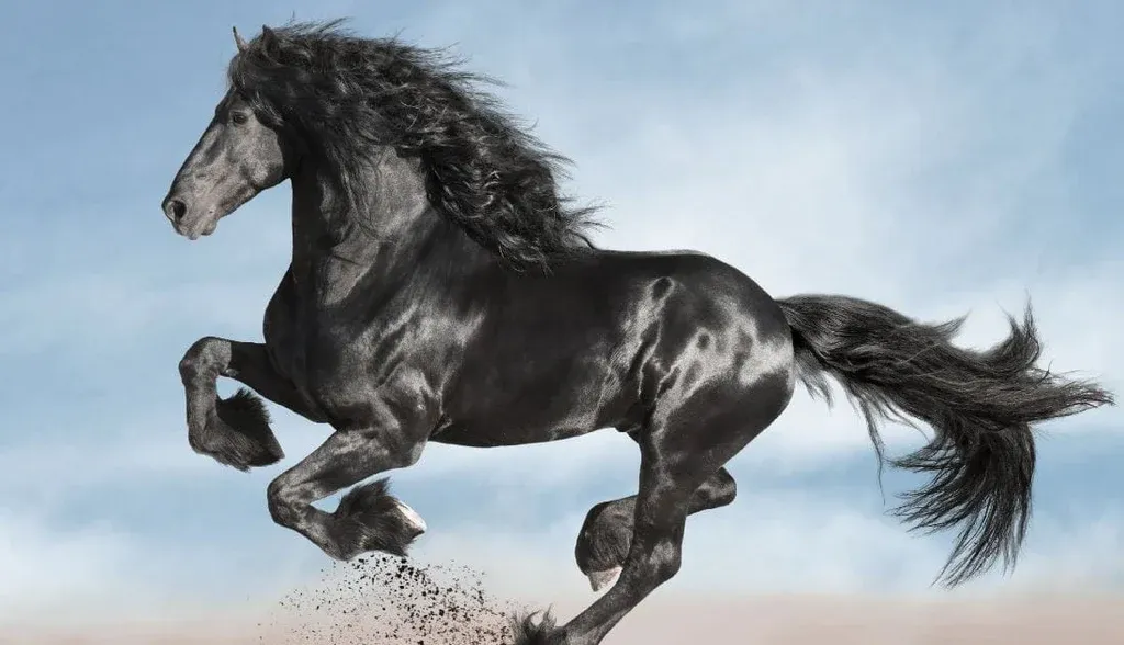 A powerful Friesian horse with a flowing black mane.