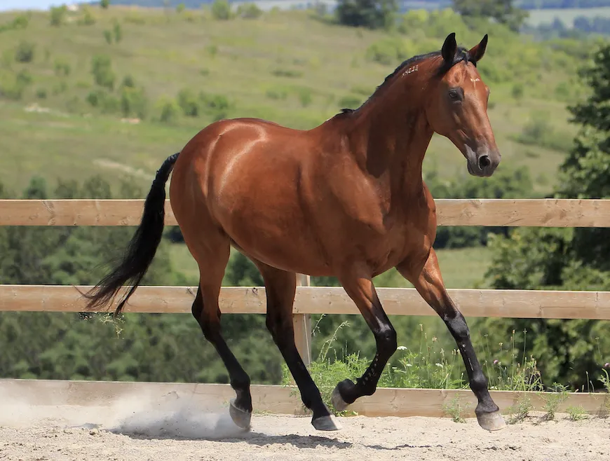 A powerful Standardbred horse in harness