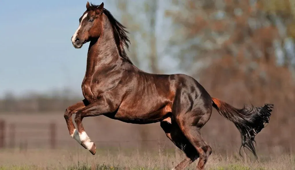 A powerful Thoroughbred horse in mid-gallop.