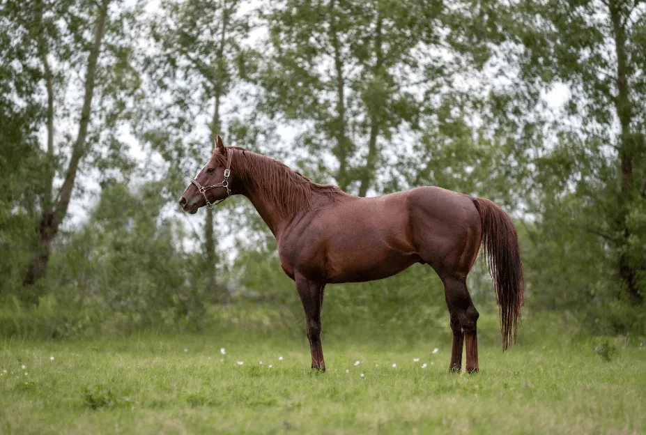 A powerful Thoroughbred stallion in motion