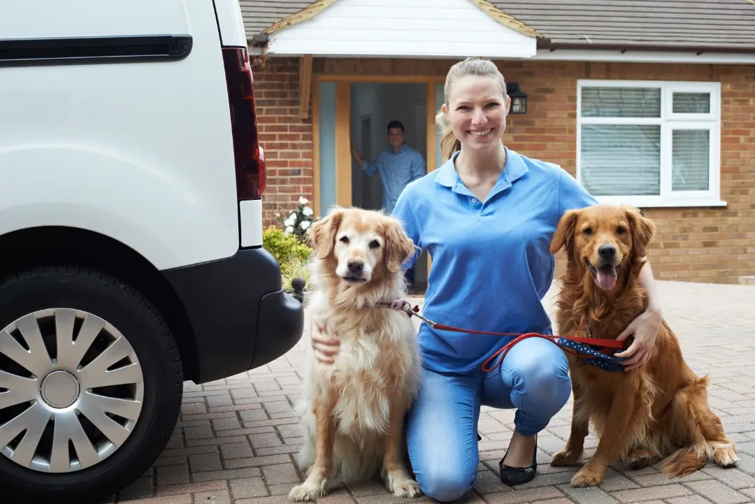 A professional dog trainer with two service dogs in training.