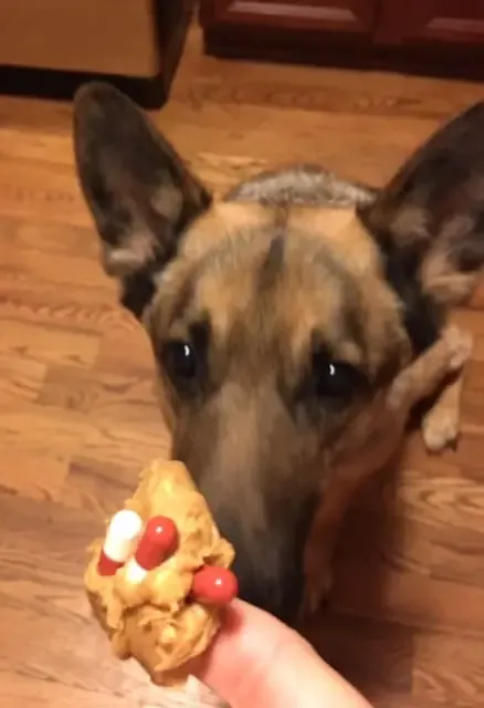 A professional dog walker and pet sitter gives a GSD dog pills with peanut butter