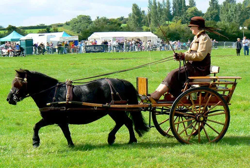 A Shetland pony in harness. Shetlands are stronger, relative to their body weight, than even Shire horses