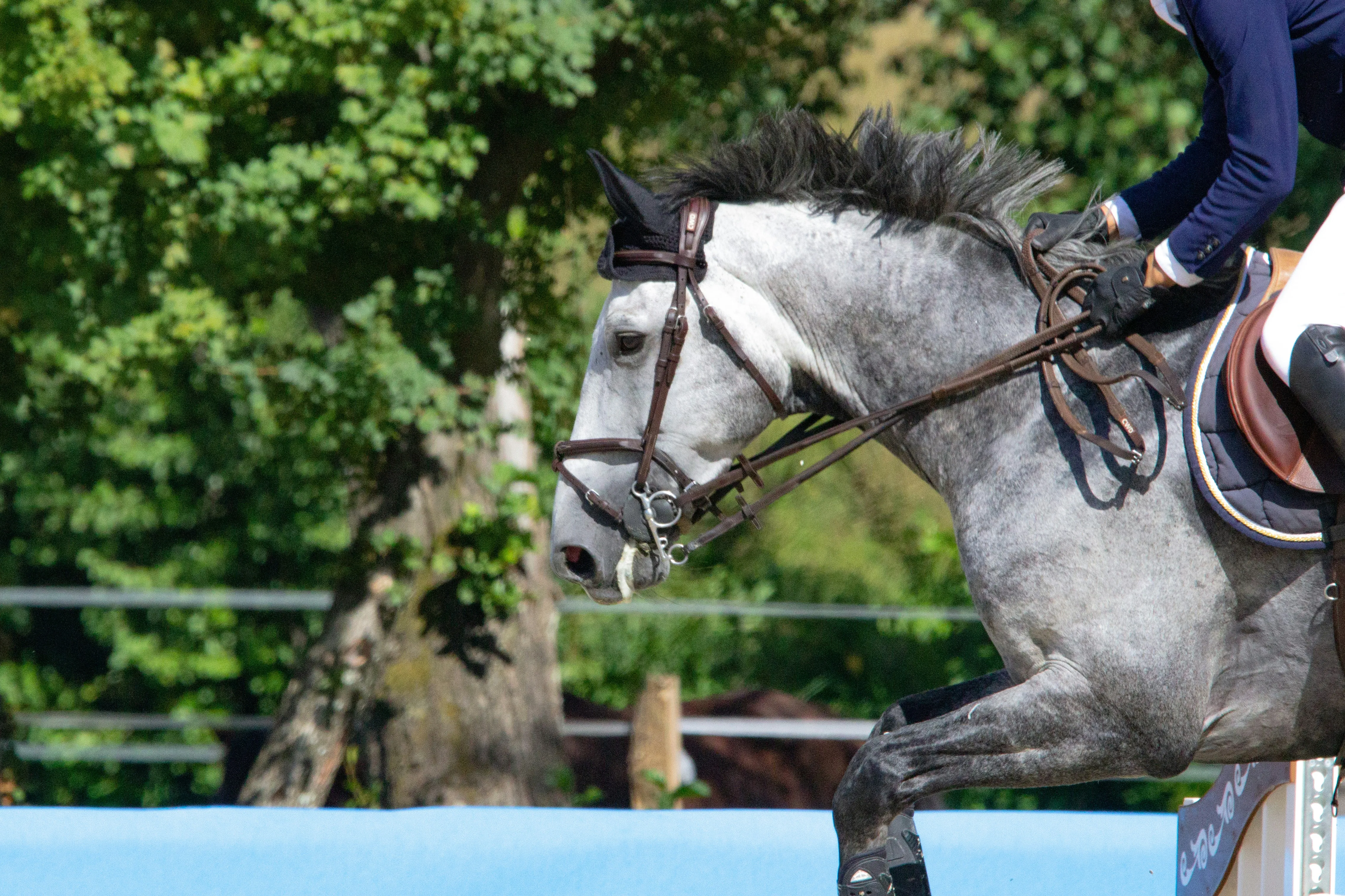 A show jumping horse gracefully clearing a tall obstacle during a competition.