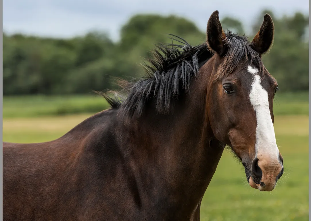 A sleek Thoroughbred horse in motion