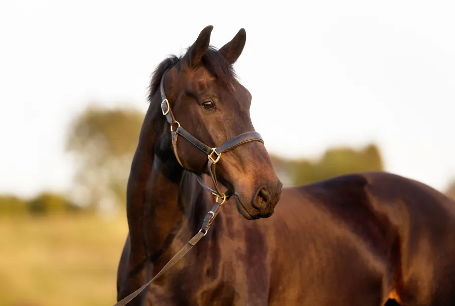 A Standardbred trotting with a harness