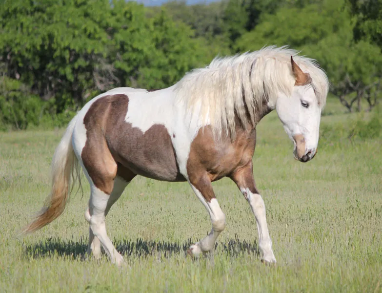 A striking example of a Bashkir Curly Horse with its characteristic wavy coat.