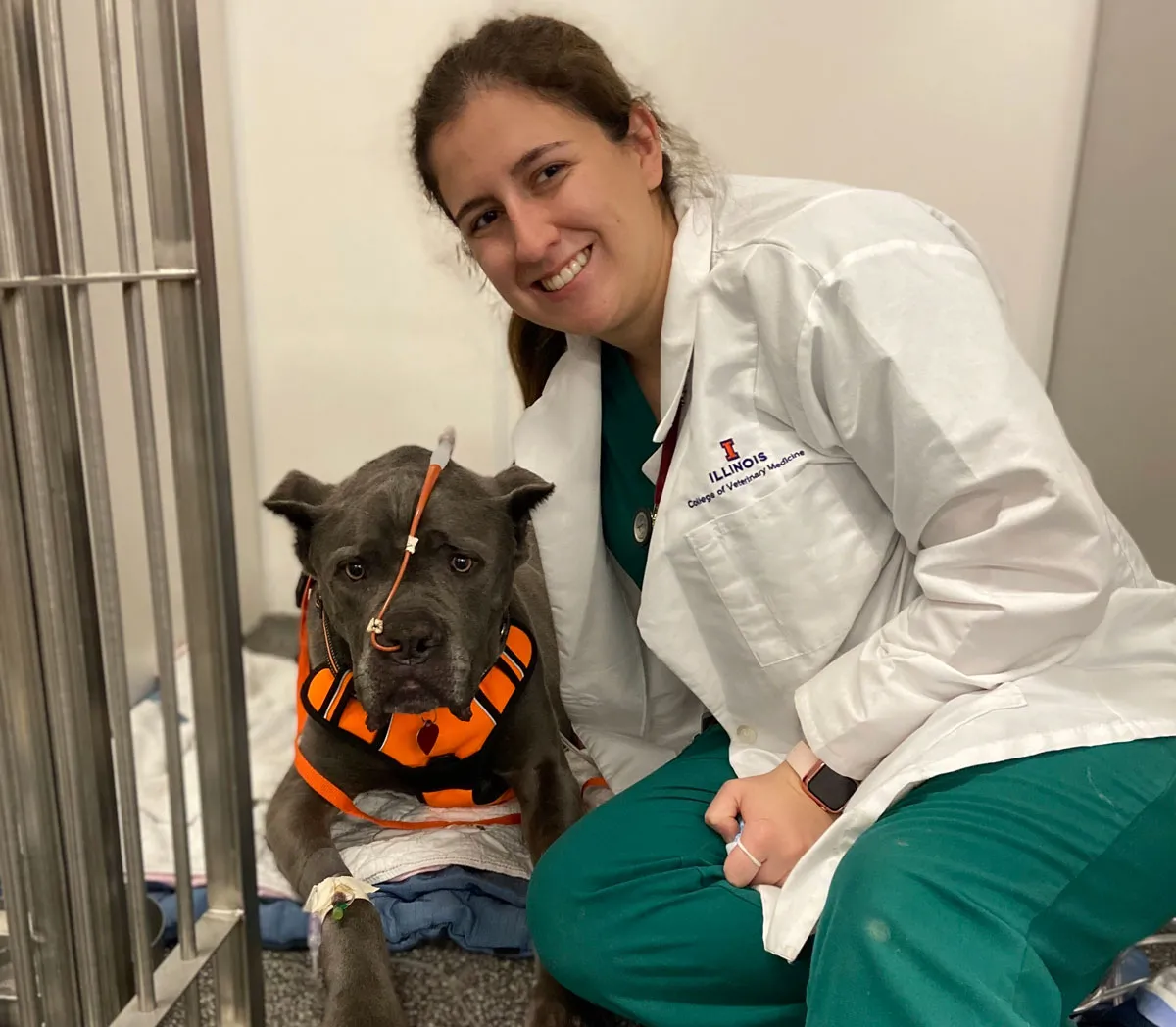 A veterinarian examining a dog during an emergency.