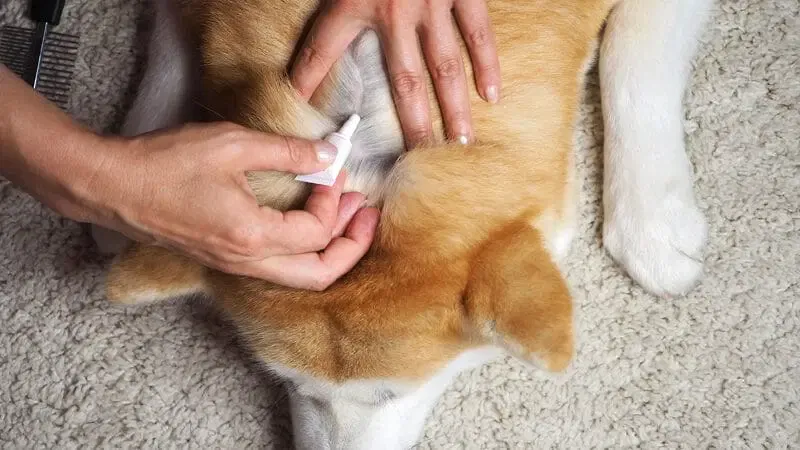 A veterinarian holding a flea control product for a dog