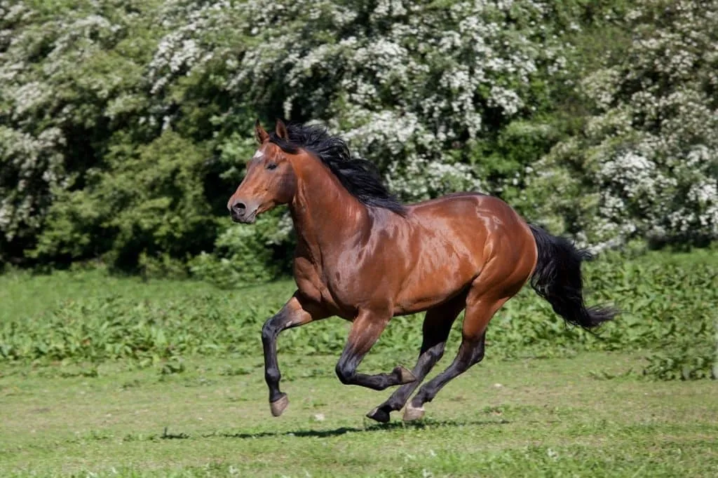 American Quarter Horse in a field