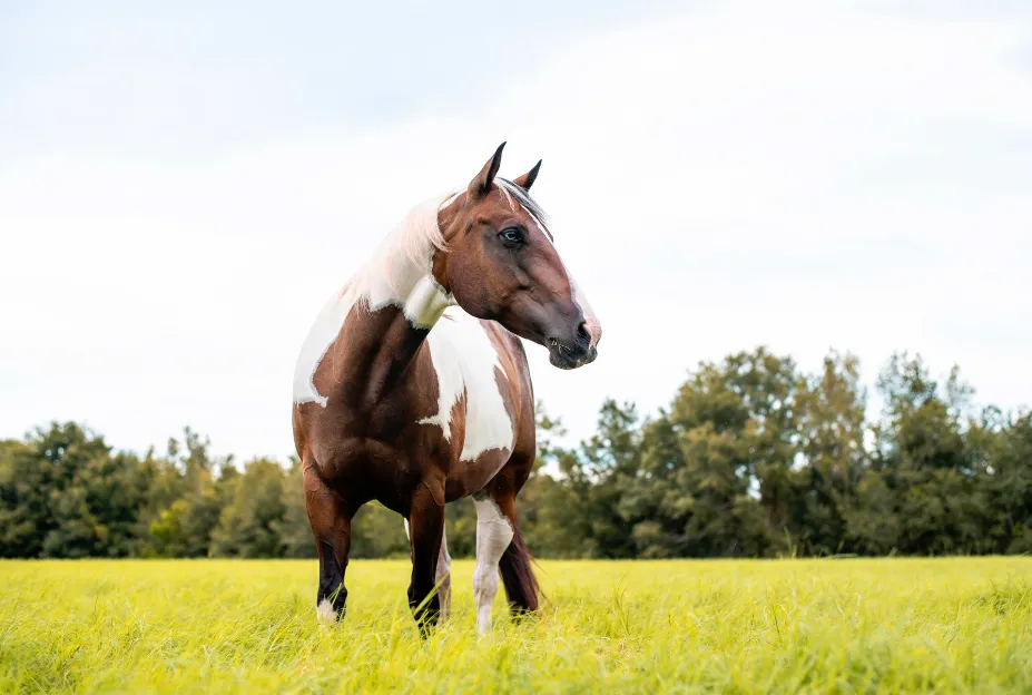 An American Paint Horse galloping across a field