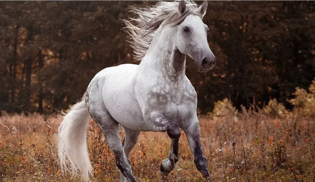 An Andalusian horse standing proudly.