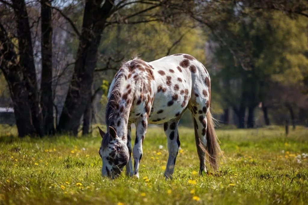 An Appaloosa horse with a distinct spotted coat