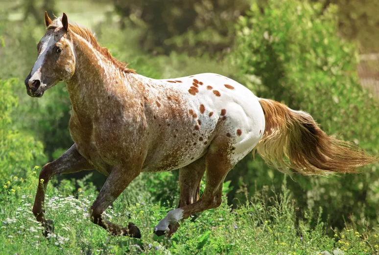 An Appaloosa horse with a striking spotted coat