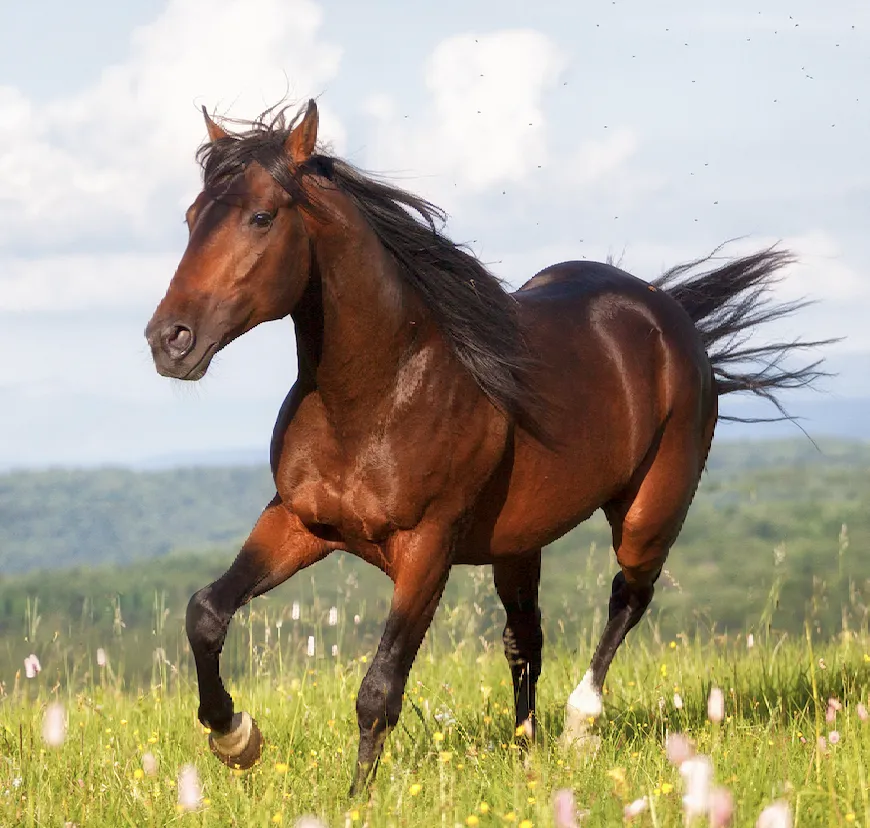 An elegant Arabian horse with a flowing mane