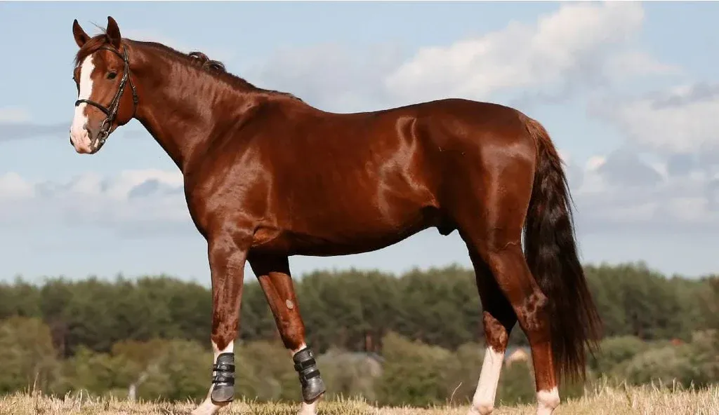 An Oldenburg horse with an elegant and strong build.
