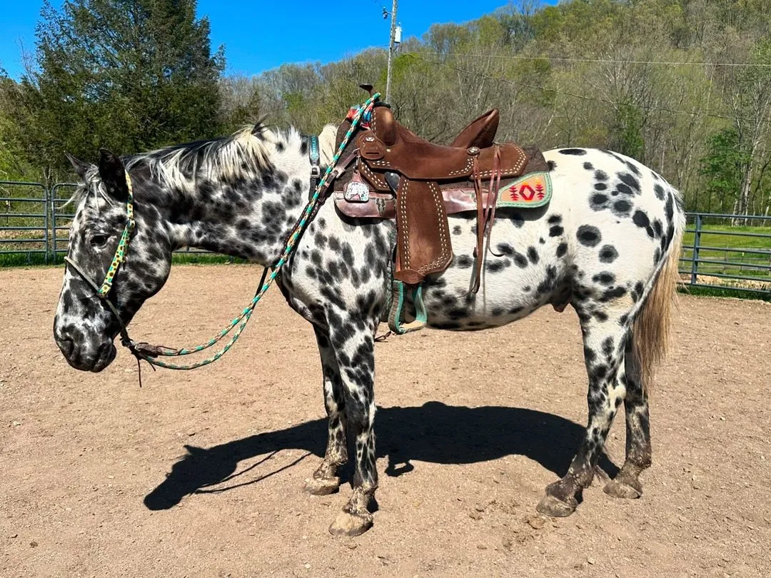 Appaloosa