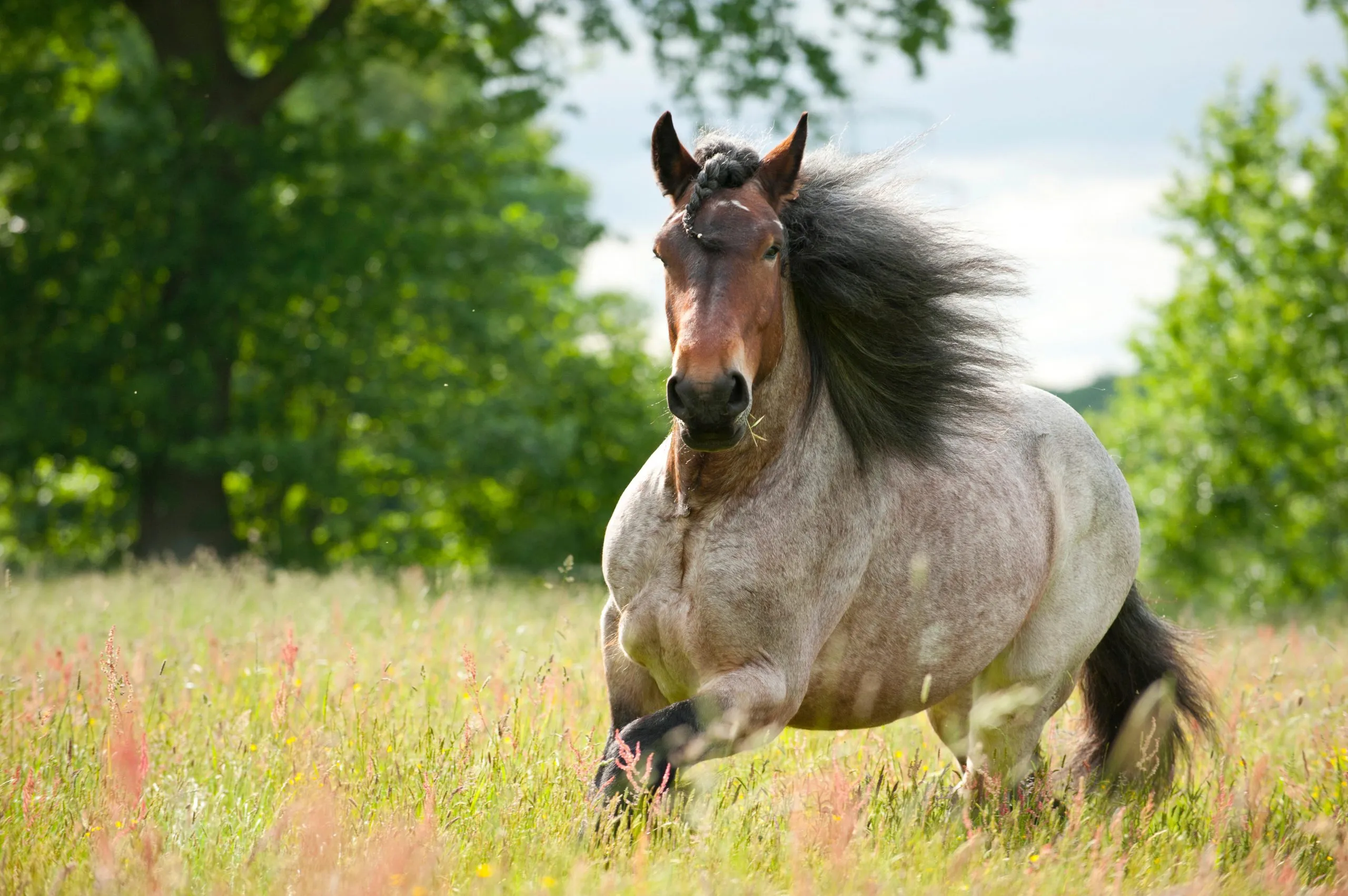 Belgian Draft Horse