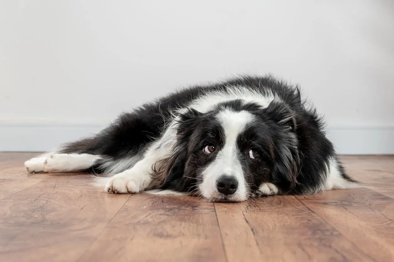 Boredom, anxiety, and destructive behavior in dogs - A dog lies on the ground at home, alone