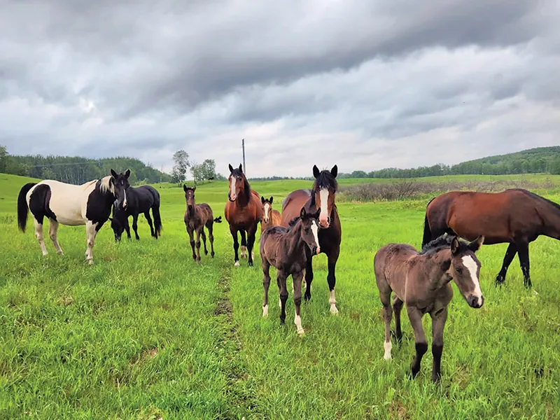 Breeding farms rodeo horses canada, austin siklenka breeding farm, rodeo horse breeding farms saskatchewan, Bucking horses