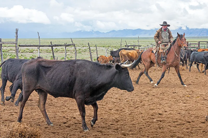 Bridle horse being tracked on a loose rein with no leg cues, completing a complex maneuver on its own.