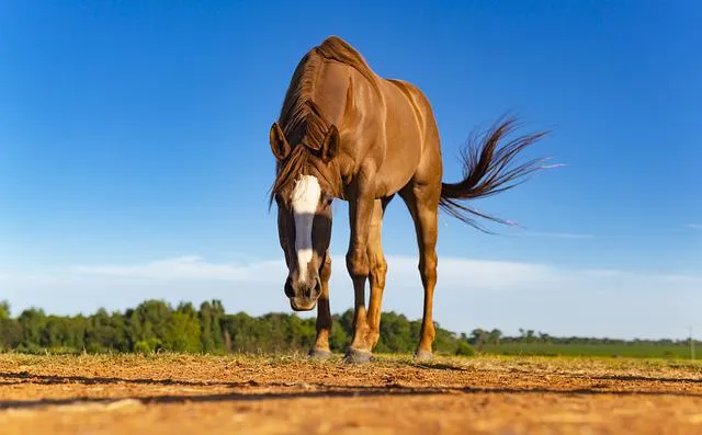 Chestnut horse grazing