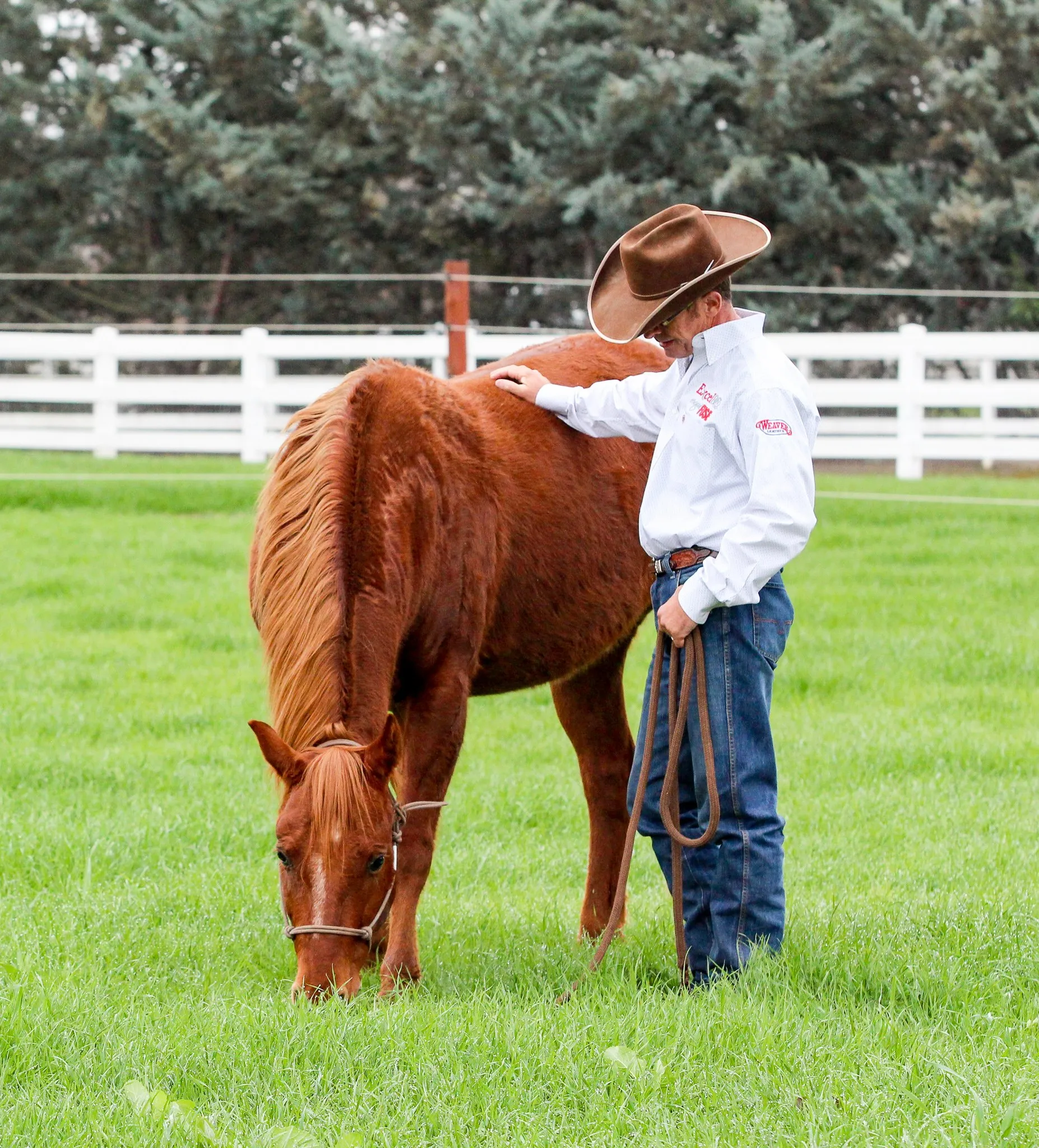 Connecting with an abused horse through awareness