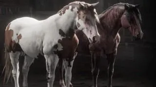 Criollo Horse in Red Dead Redemption 2