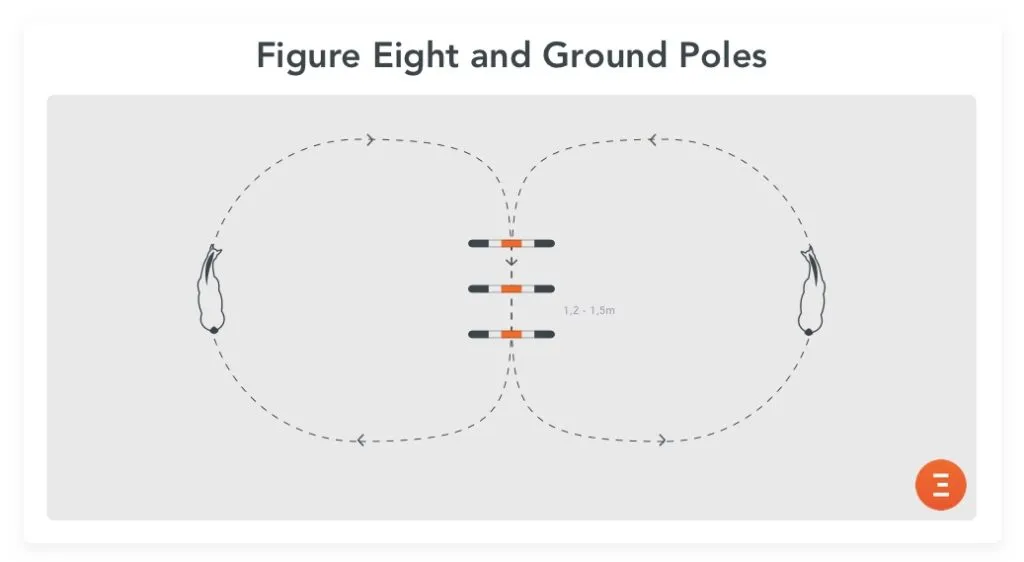 Figure 8 and ground poles, an fun exercise for young horses