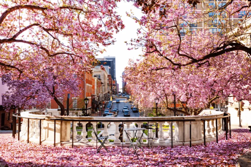 Flowering Magnolia Trees, Baltimore, Maryland