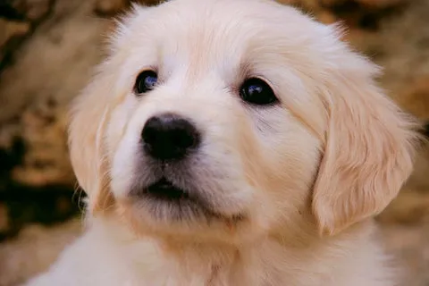 Golden Retriever puppy