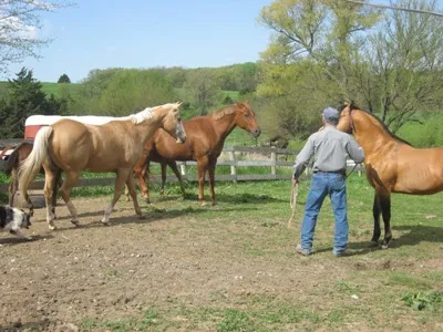 Group teasing mares.