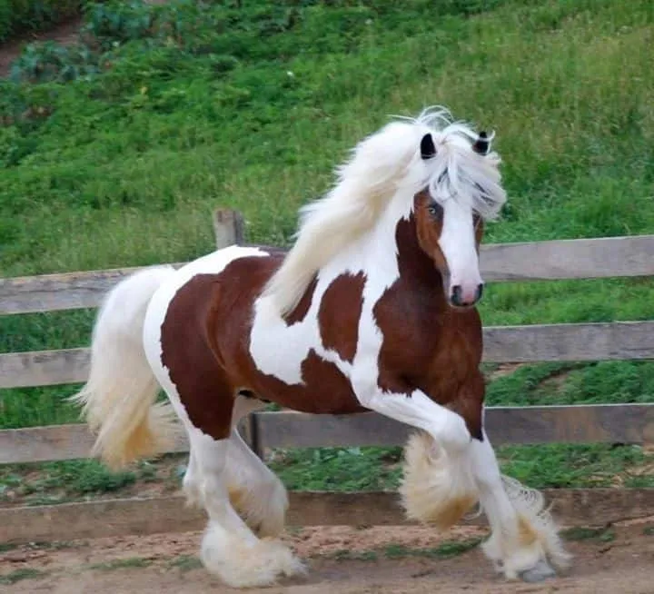 Gypsy Vanner