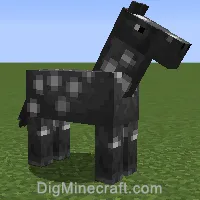 horse variant 773
