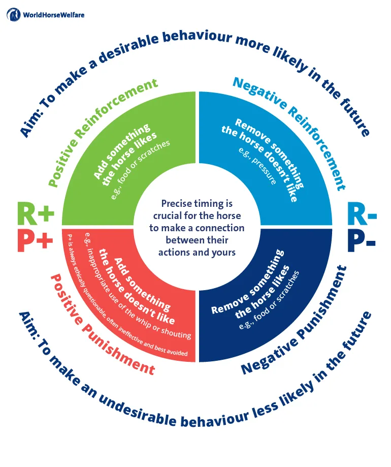 Infographic showing positive and negative reinforcement and punishment examples in training a horse