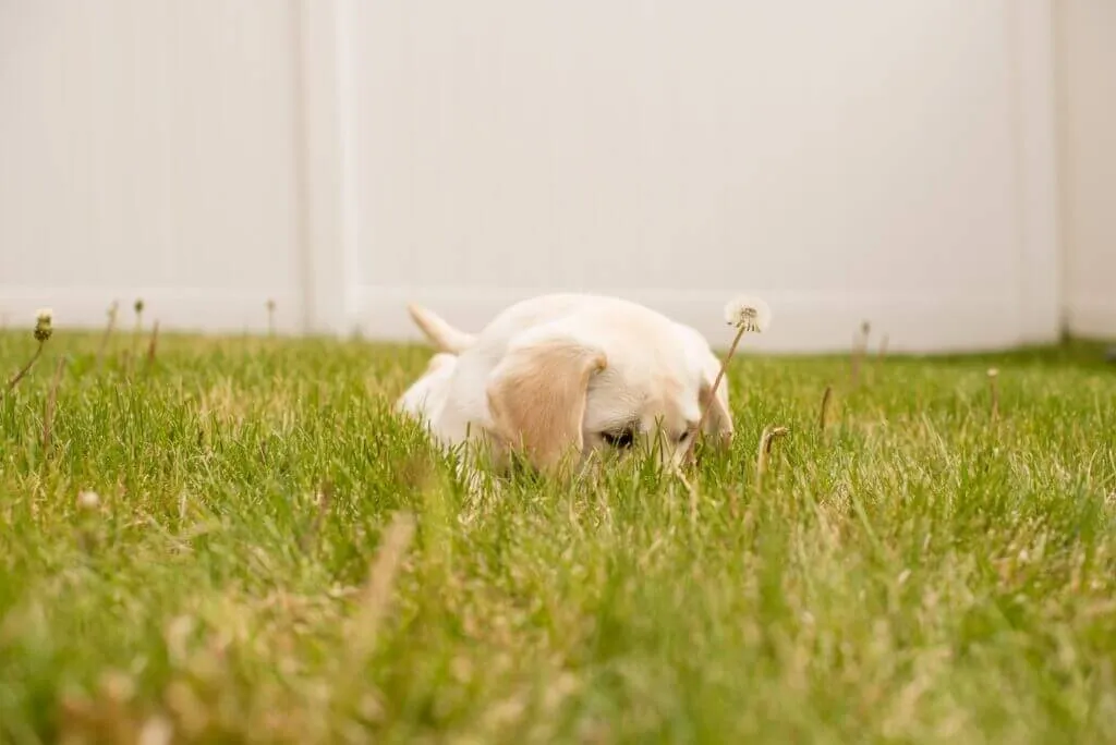 Labrador puppy hiding in the grass