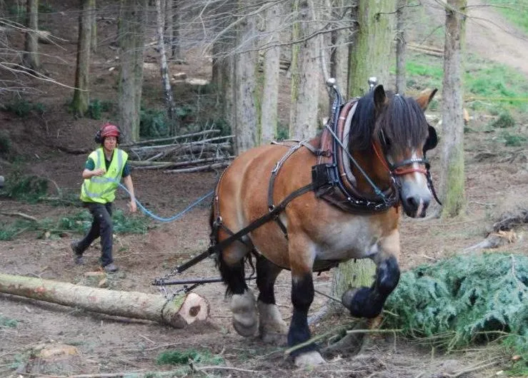 Logging with a horse