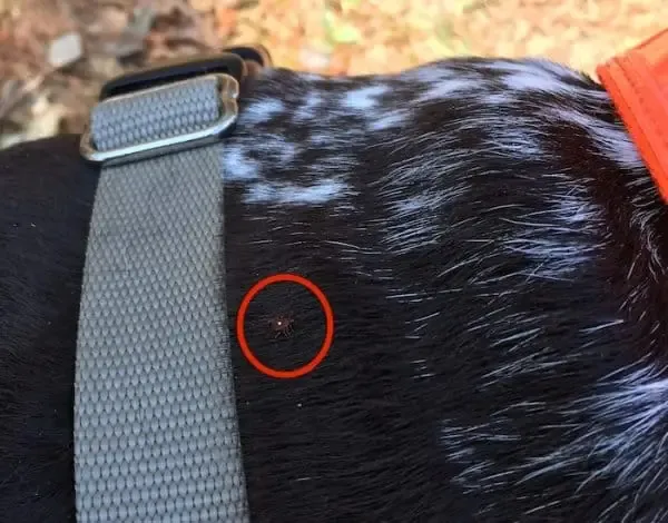 Lone Star Tick Crawling On GSP dog