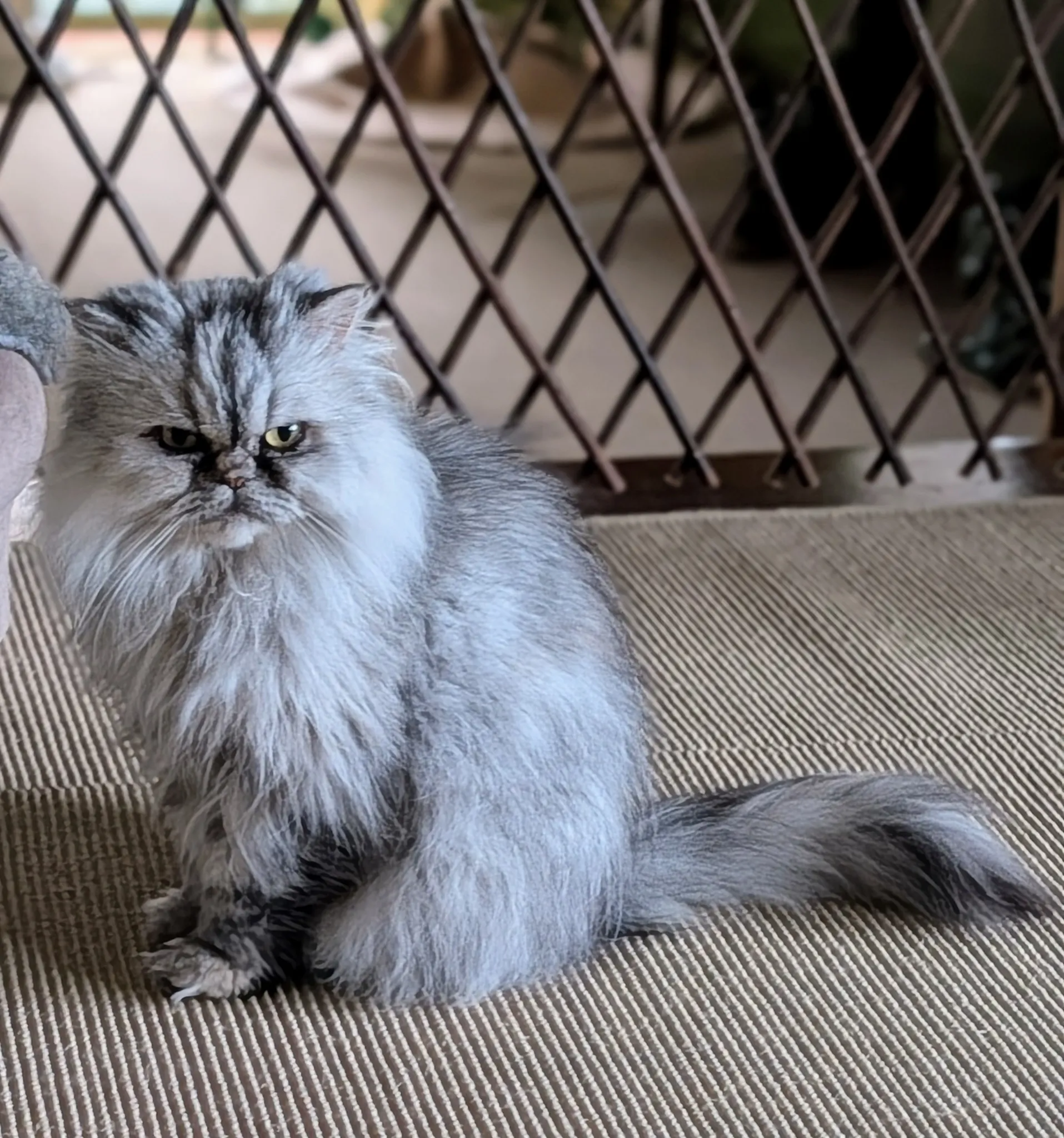 Magnolia, a silver-shaded Persian cat with golden-copper eyes.