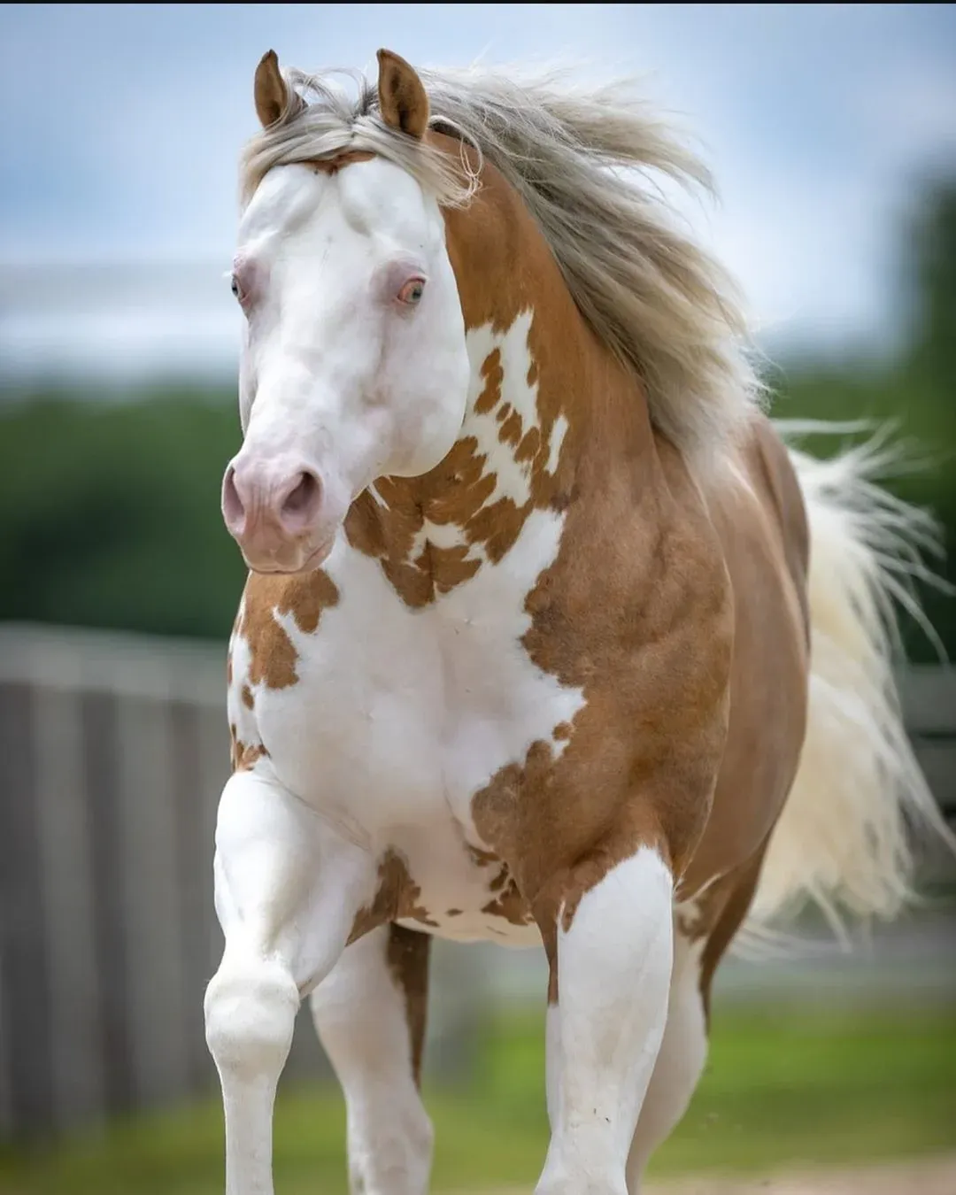 Paint Horse