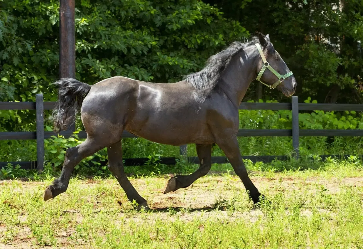 Percheron Horse