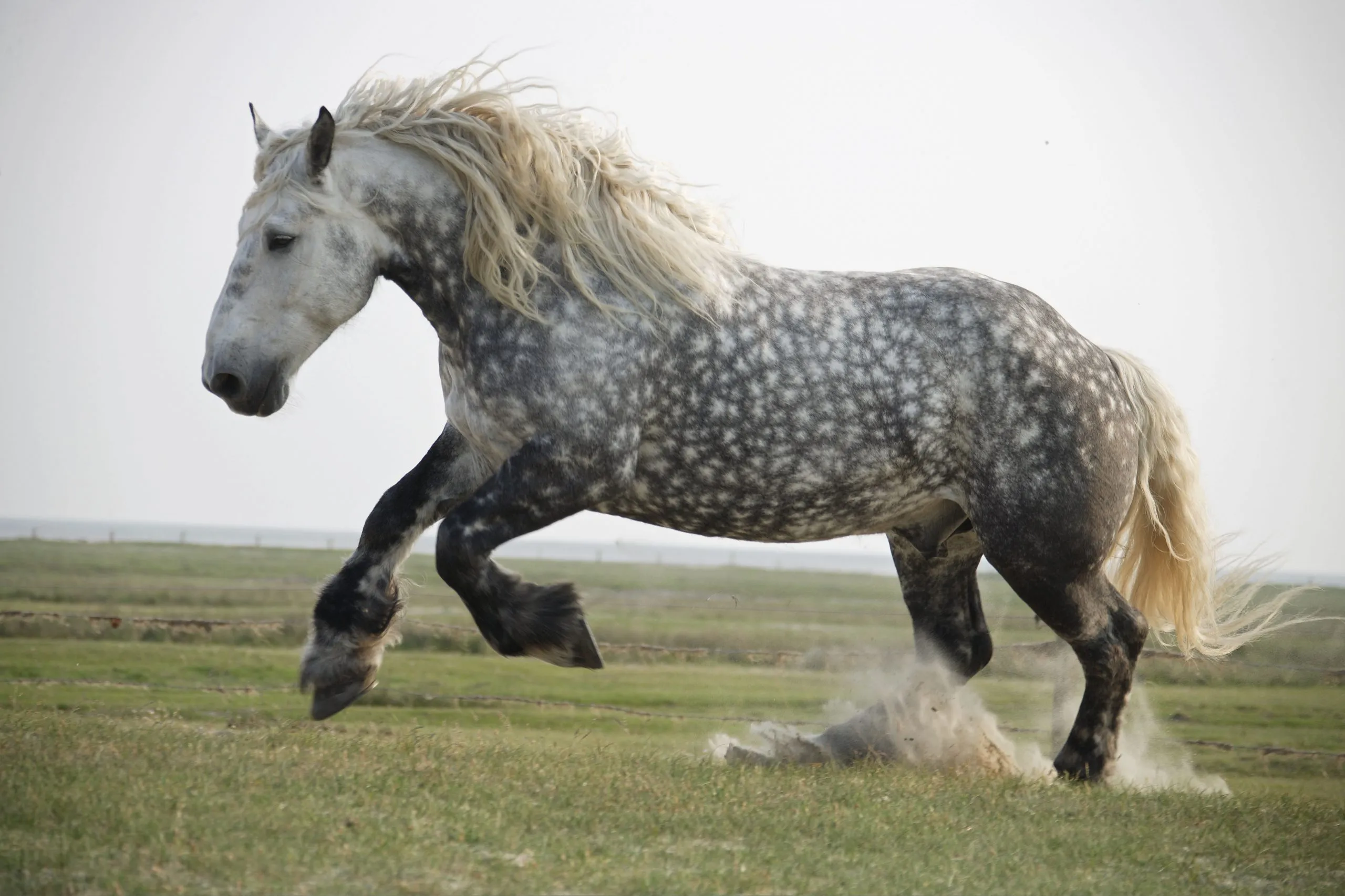 Percheron