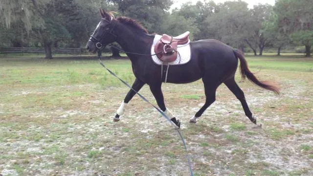 Prayers at Mass moving nicely on the longe line.