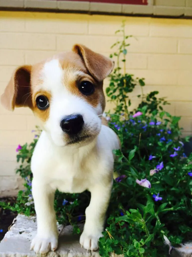 Puppy standing by blue flowers